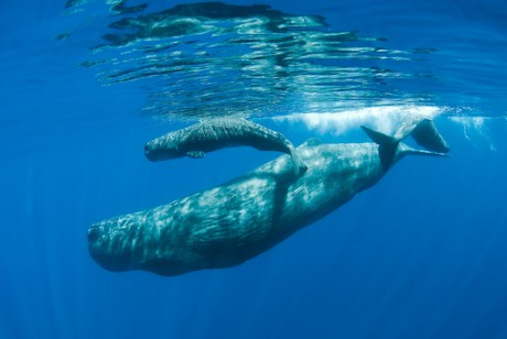  je největší z ozubených velryb