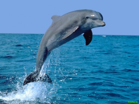 Delfín skákavý (Tursiops truncatus) je známý druh, protože je často chován v delfináriích
