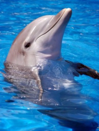 Je podobný delfínu obecnému, ale má kratší čelisti s menším počtem zubů a působí celkově mohutněji