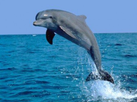 Delfín skákavý má tělo dlouhé 2,5 až 4 metry
