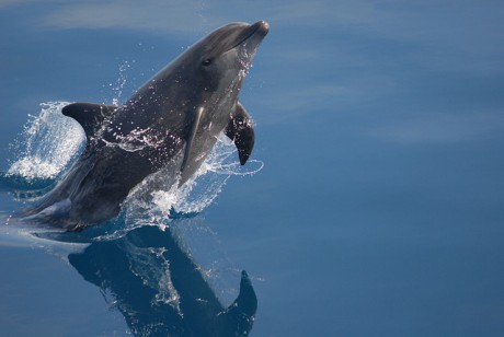 stejně jako kosatka tak i delfín miluje skákání!