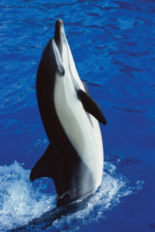 Delfín je rozšířen téměř ve všech mořích od tropického po mírné pásmo