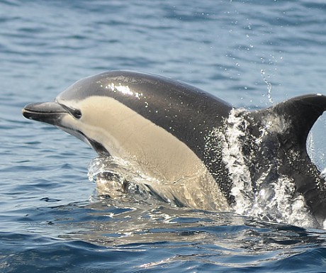Delfín obecný plave rychlostí 35 km/h