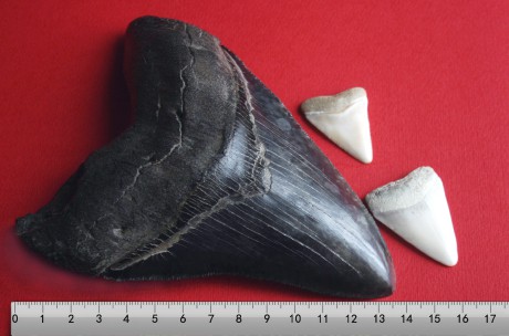  Zuby tohoto gigantického obrouna mohly mít až 17 cm