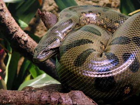 V amazonce žije také největší had Anakonda