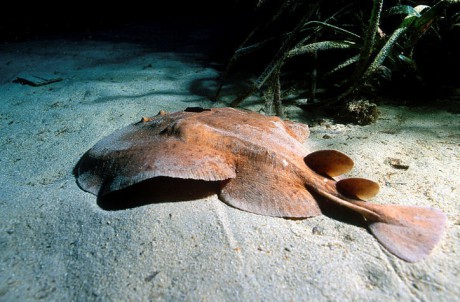 žije hlavně ve východních oblastech atlantského oceánu