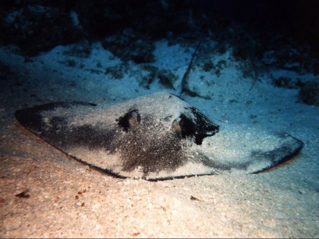 Vyskytuje se převážně v západní části Atlantského oceánu