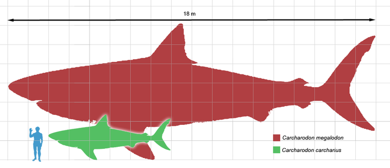 Megalodon žil s největší pravděpodobností samotářským typem života